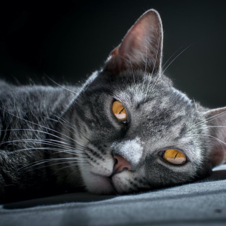 cat